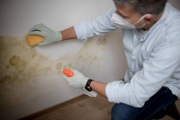 Best Residential Mold Remediation in Whitestown, IN